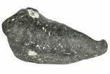 Fossil Whale Ear Bone - Miocene #177802-1